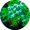 Biota Orientalis ekstrakt lista